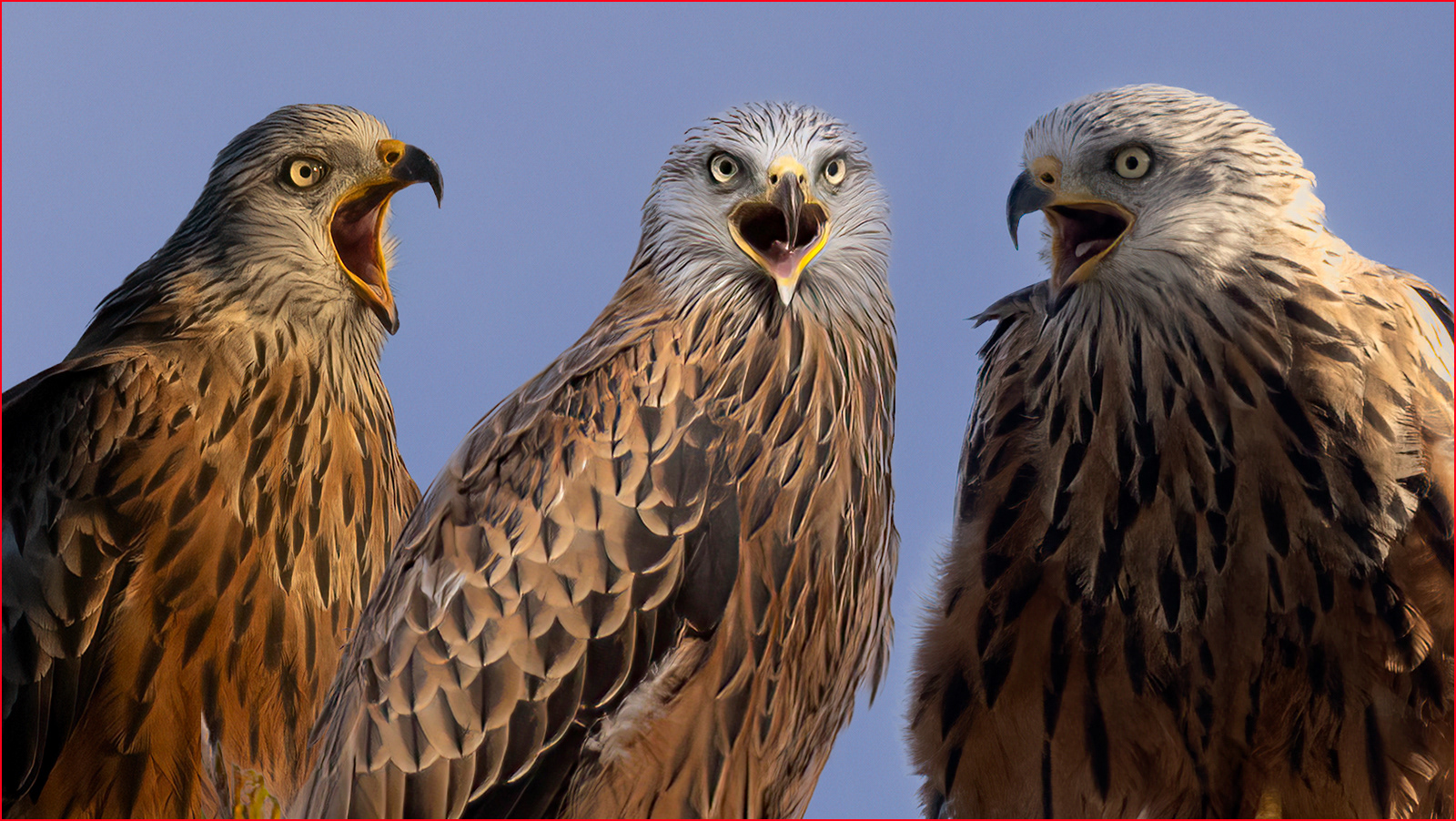 John Bartlett Red Kites Sing In Tribute To The Three Tenors