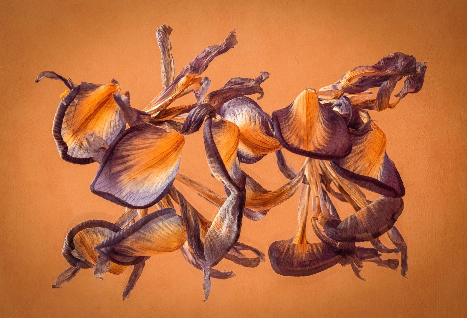SCORE 10 Dancing irises by Andi Hargreaves