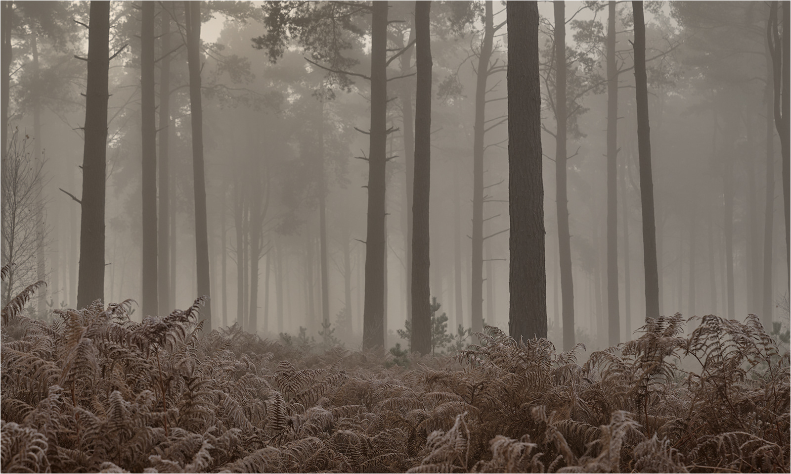 Judges Choice SCORE 10 Misty morning, Holmbury Hill by Nigel Evans