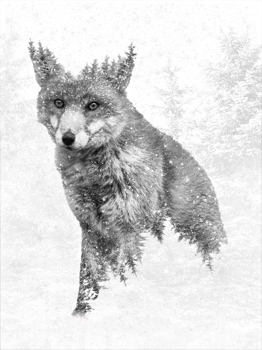 Spirit of the forest by Fiona Humphrey