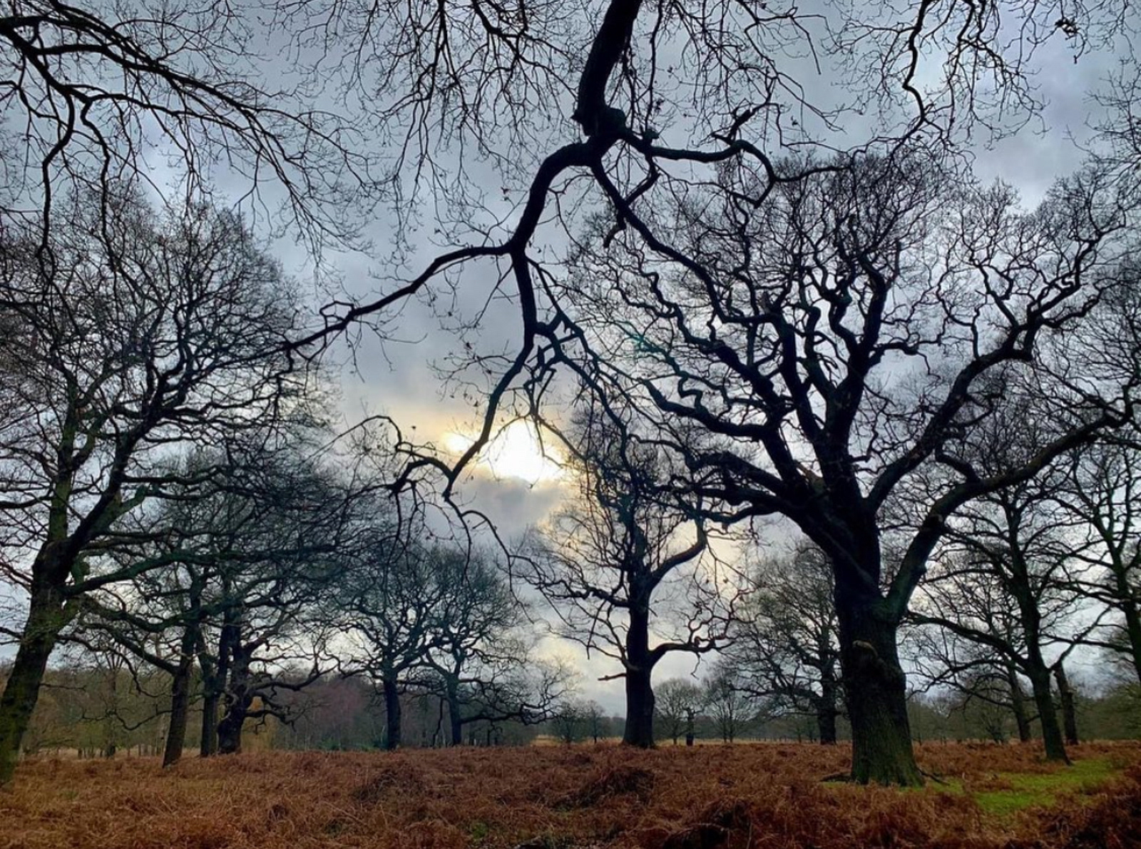 Enchanted woodland by Zainab Mahmoud