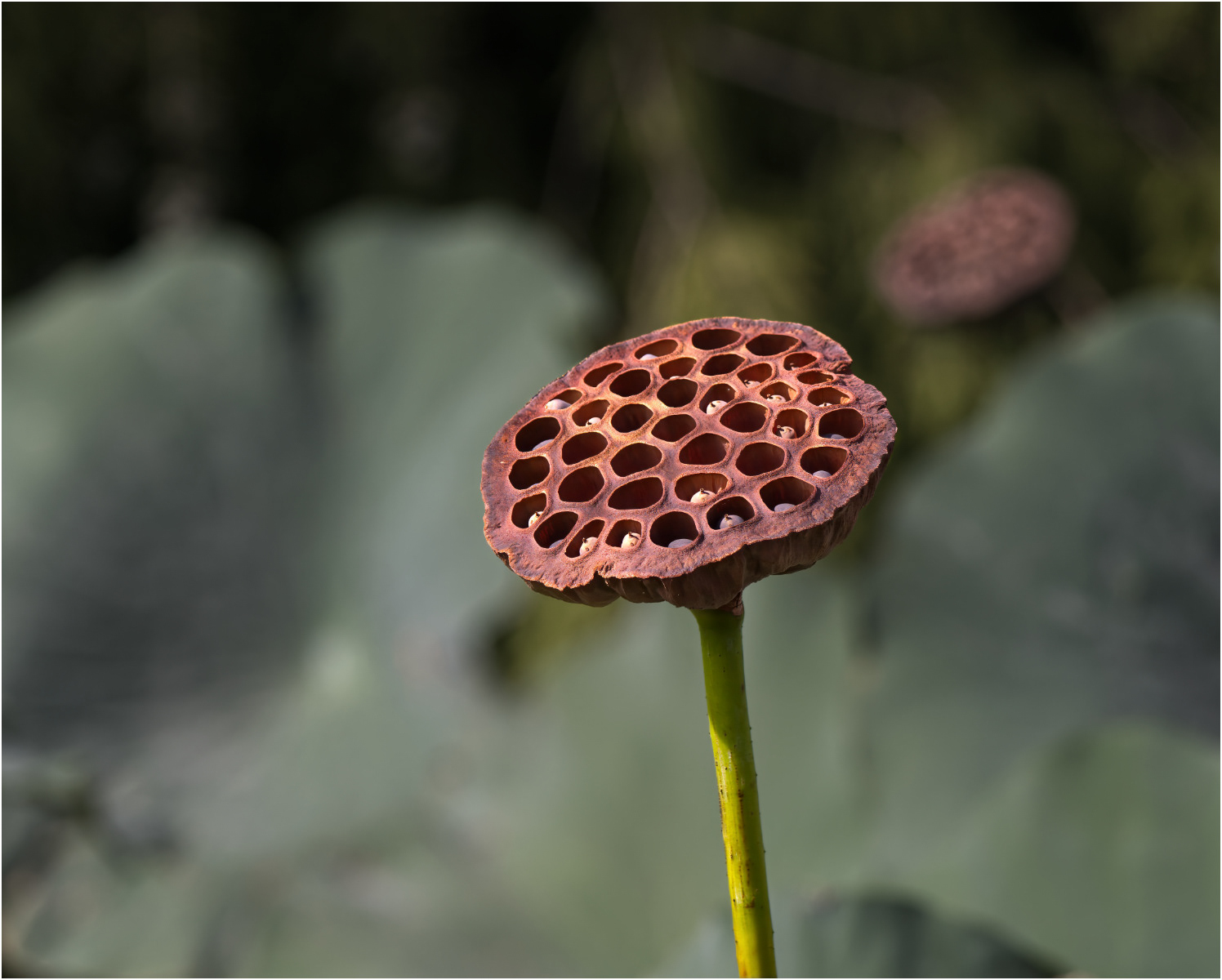 Gone to Seed by Steve Sampson