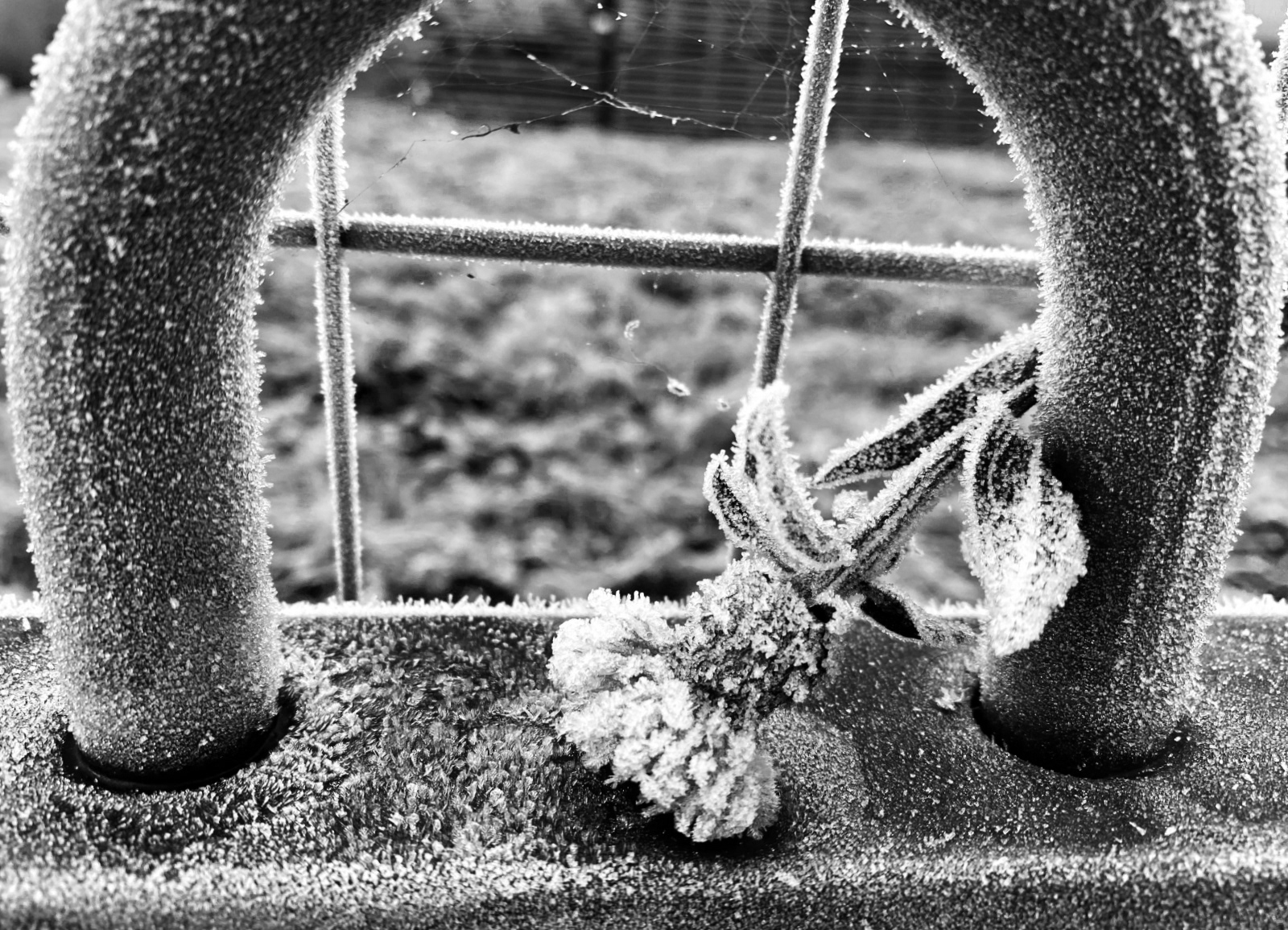 Frozen by Alan Loryman