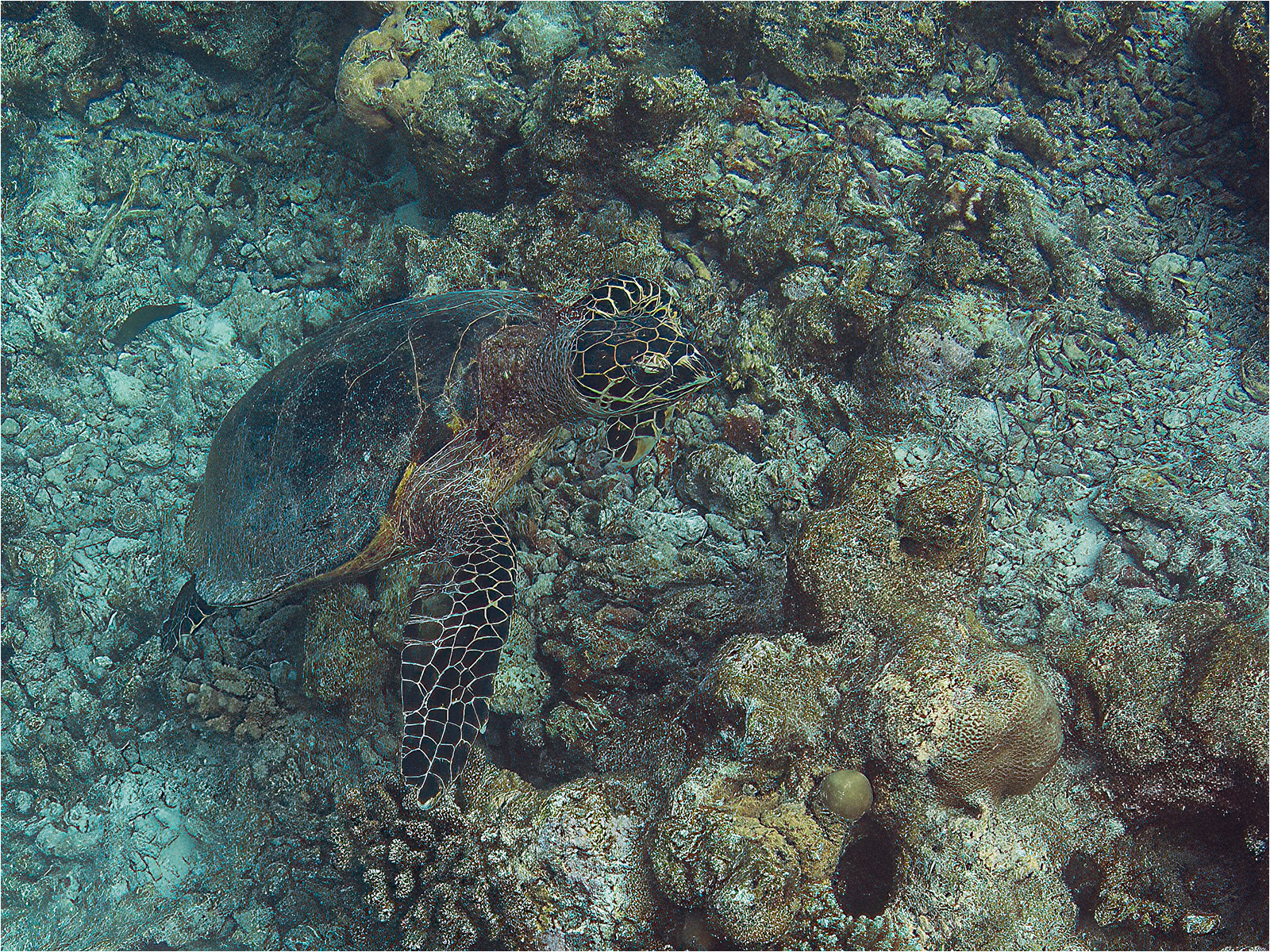 SCORE 10 Hawksbill Turtle On Thudufushi Reef by John Bartlett PhD