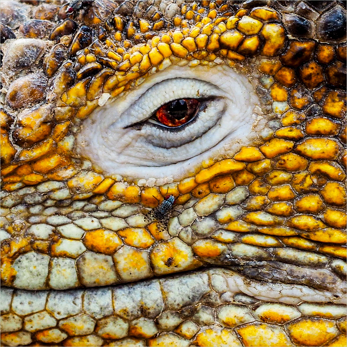 Four million years in a glance by Jill Mortimer