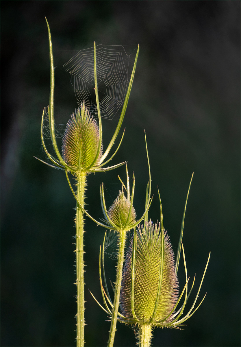 SCORE 9.5 Teasels with Cobwebs by Richard Milton-Worssell