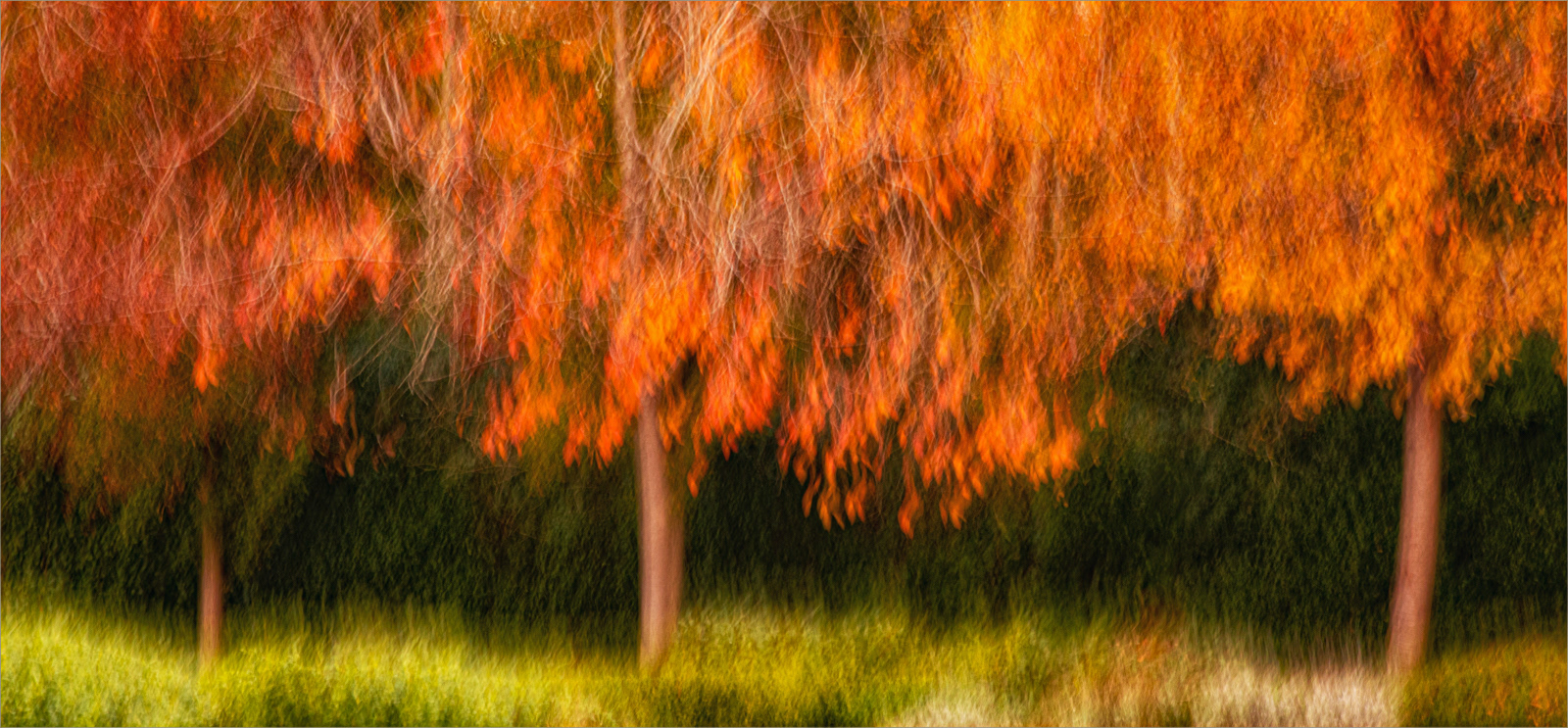 HIGHLY COMMENDED  Andi Hargreaves   Nature's canopy supported by three trees