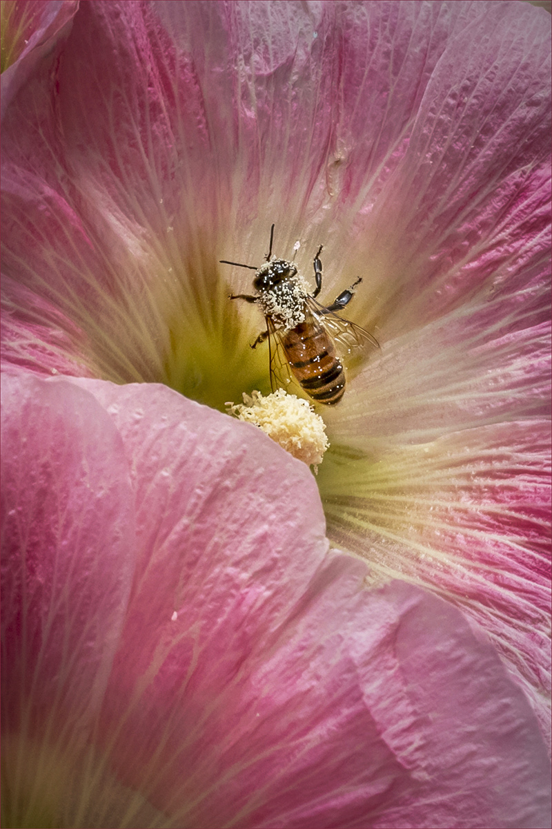 HELD BACK   Bee on Garden Hollyhock by  Bob Ede