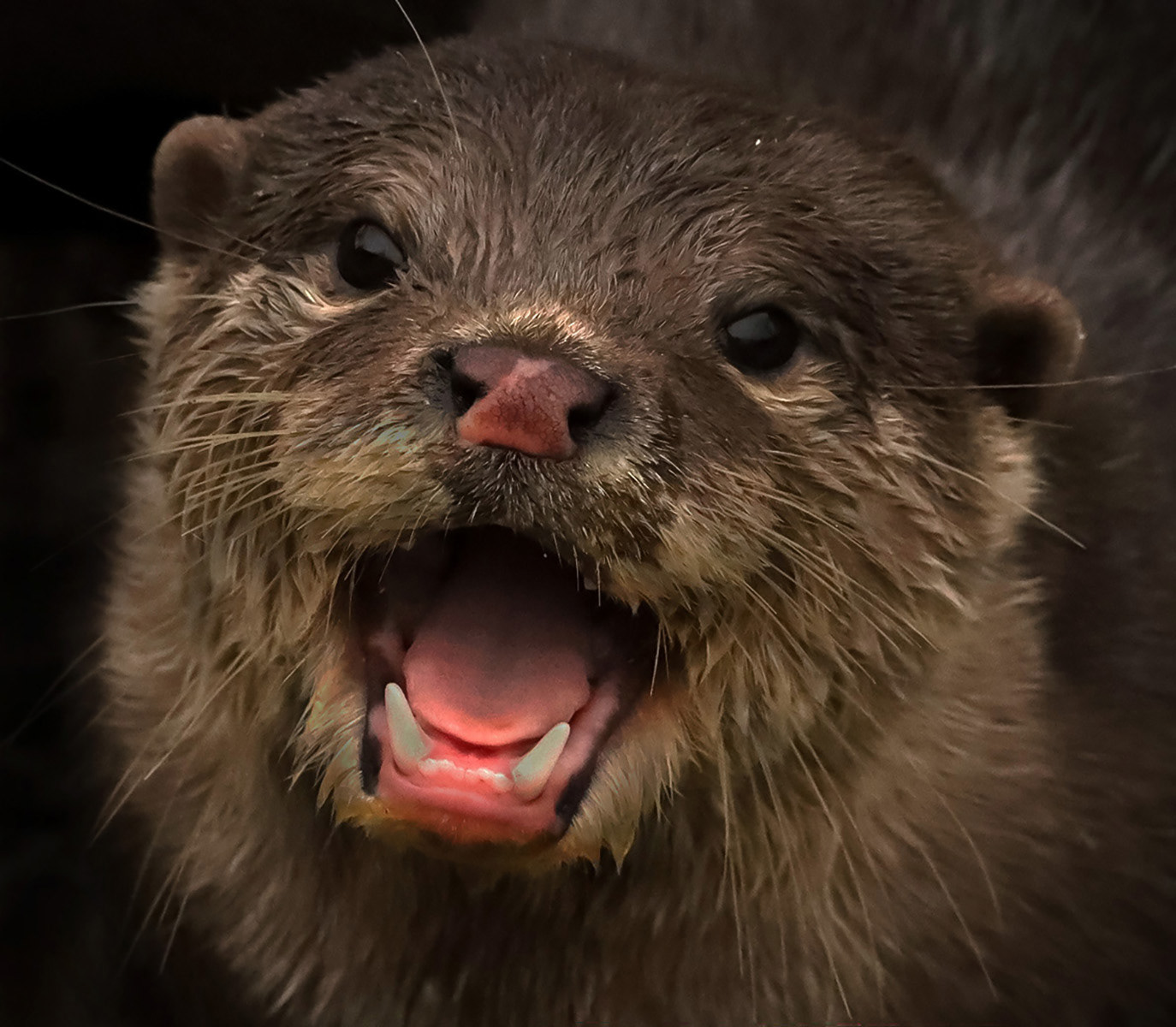 SCORE 9.5 Otterly Happy by Helen Bannan