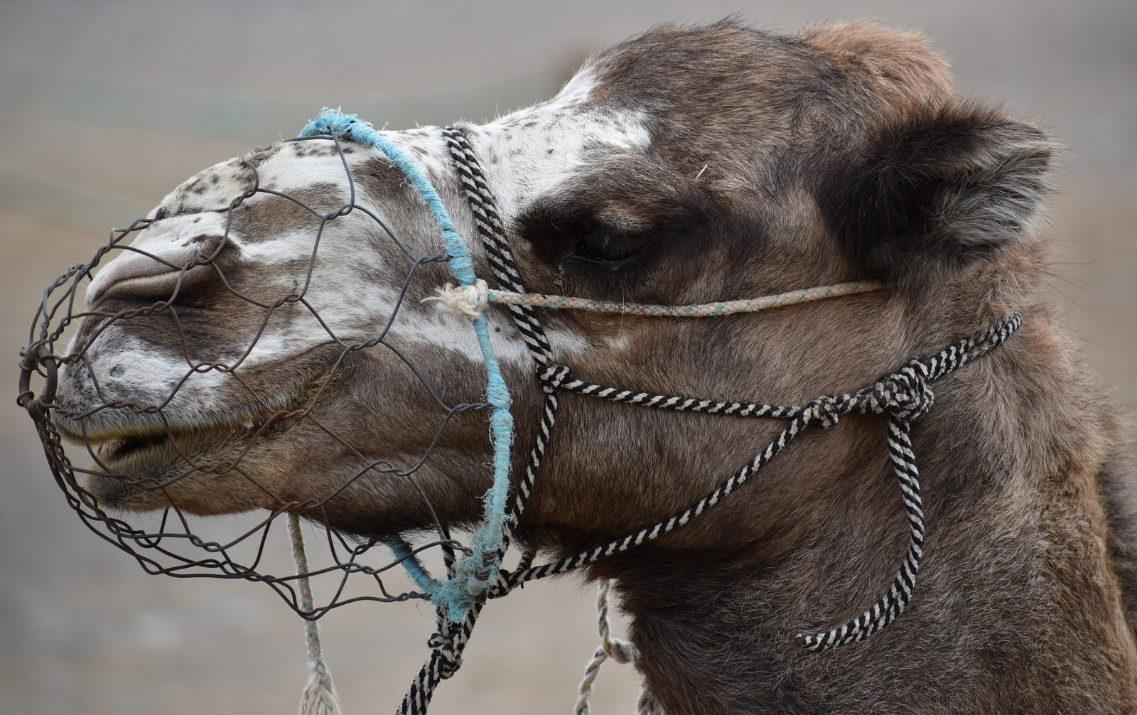SCORE 9.5 Camel Head by Martin Melesi