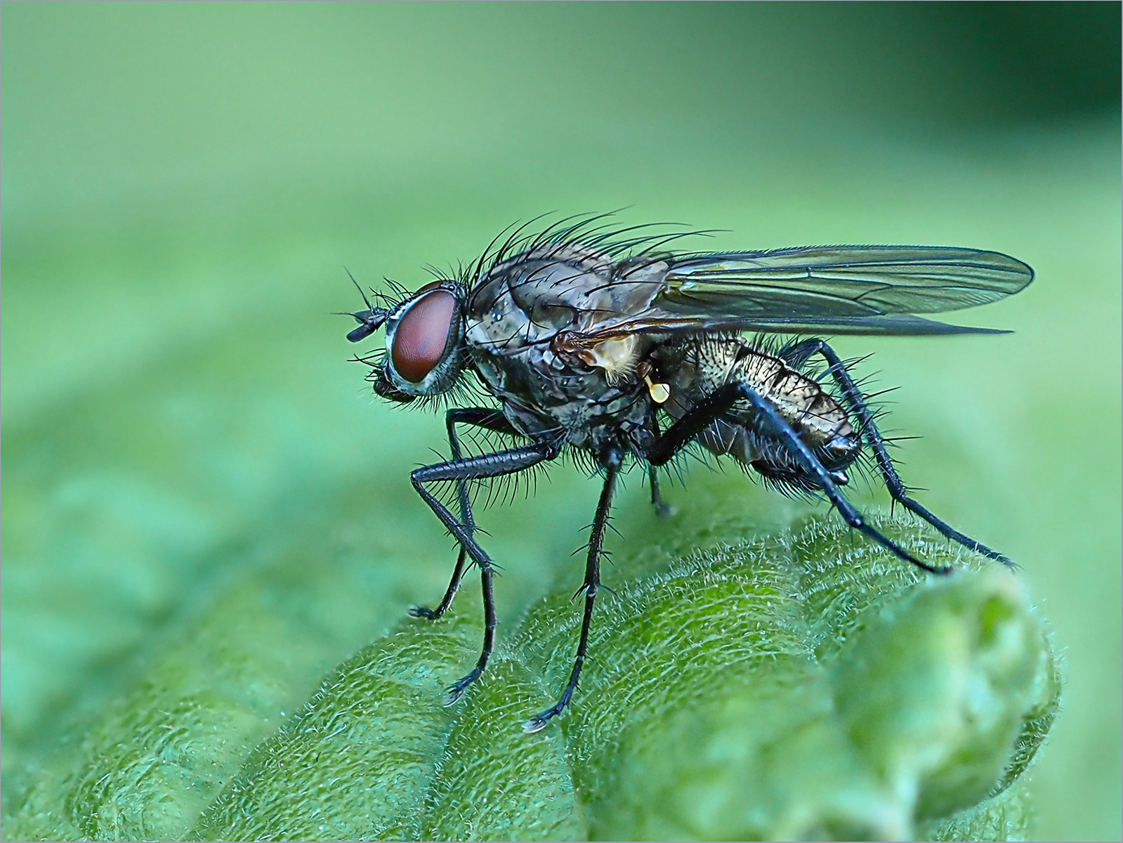 SCORE 9.5 Black Fly by Bob Ede