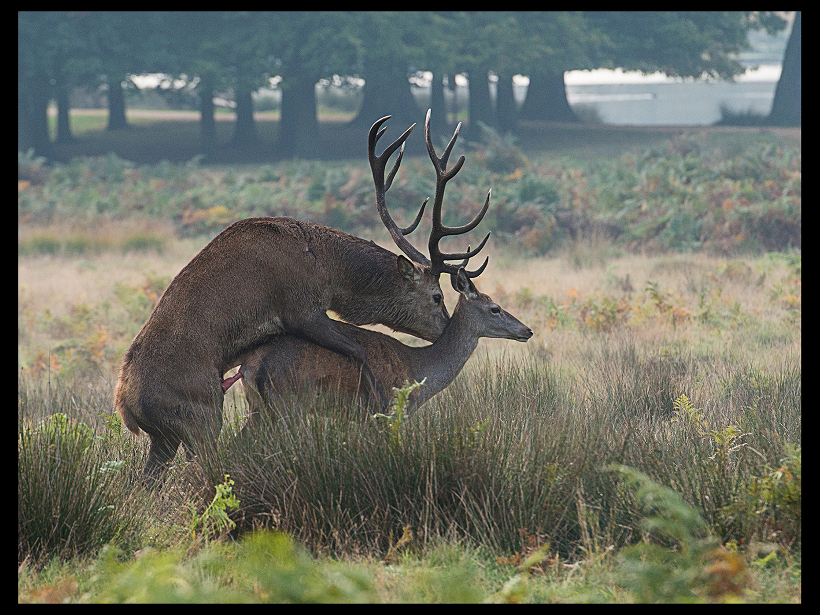 Red Deer Mating by David Harford LRPS