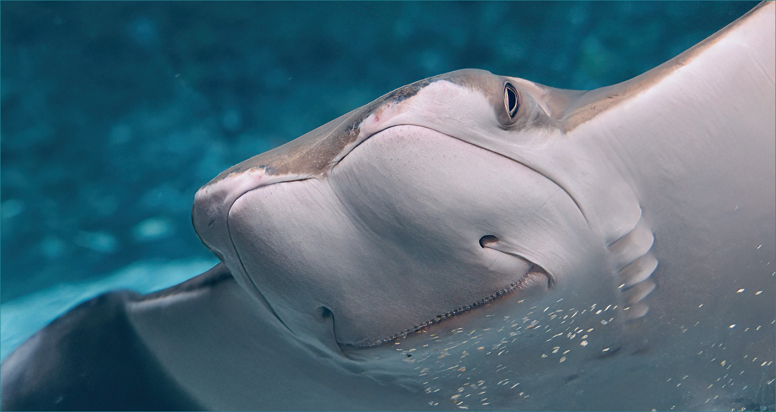 HELD BACK Manta ray by Helen Cowie