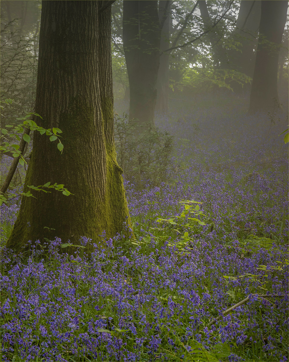 HELD BACK Bluebells in the Mist by Bob Ede