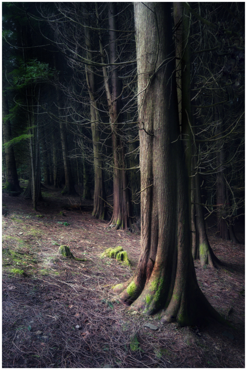 Enchanted forest by Paul Willcocks