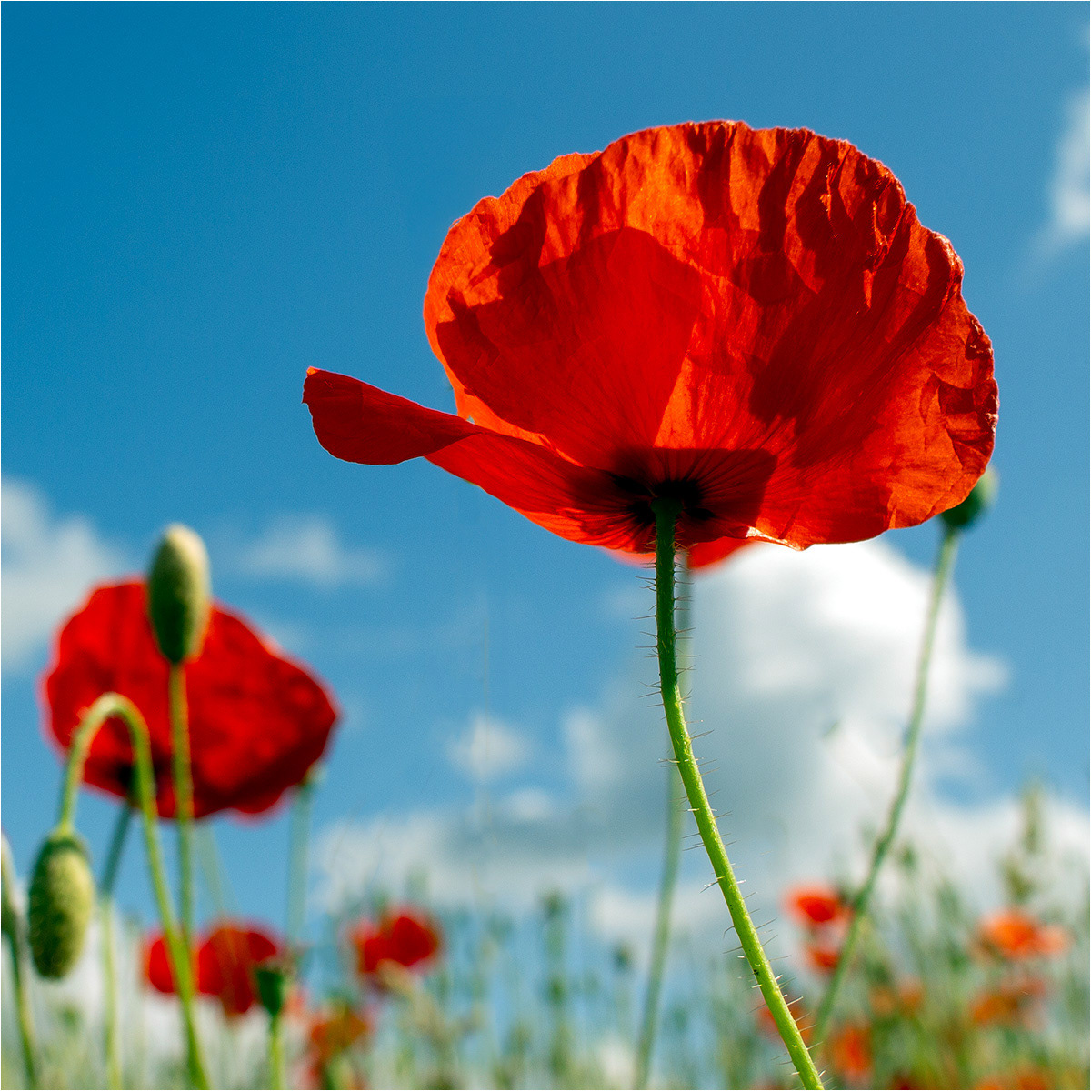 SCORE 8.5 Poppy field by Catherine Allum