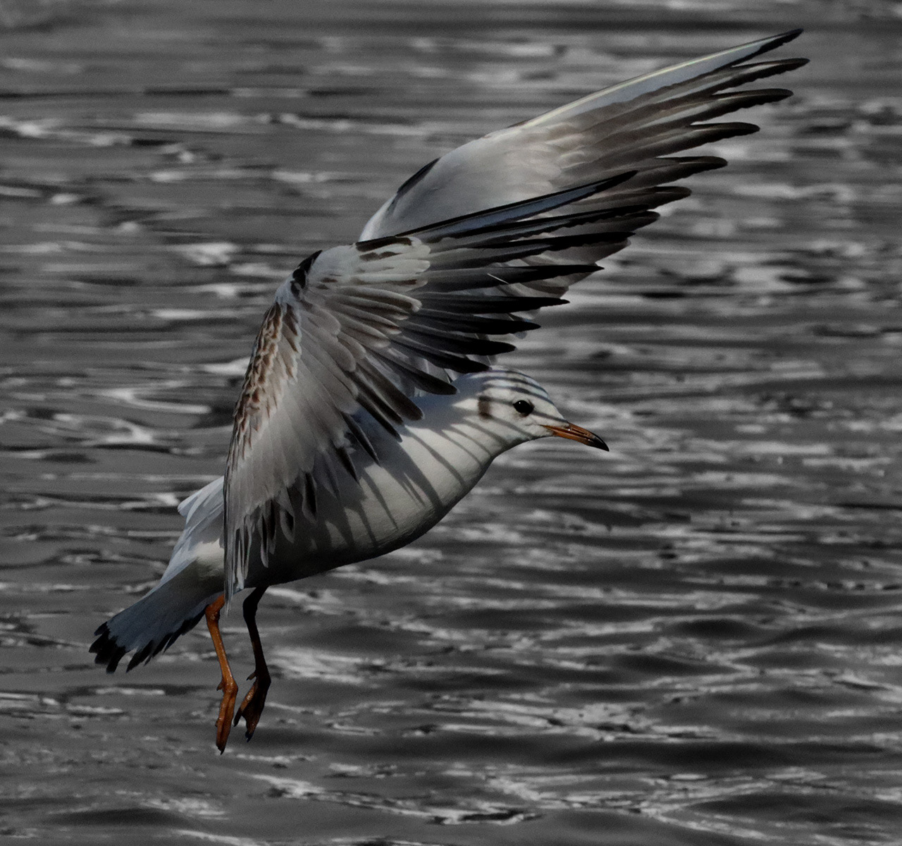 SCORE 9.0 Shadow of the wing by Helen Bannan