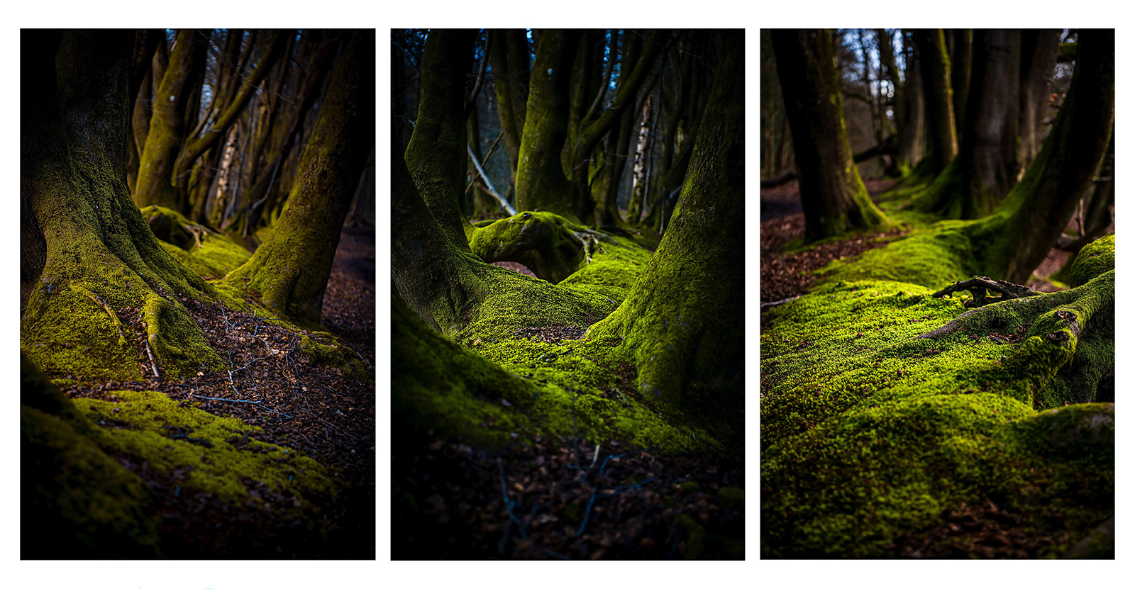 SCORE 8.5 In the heart of the forest Bogdan Schiteanu
