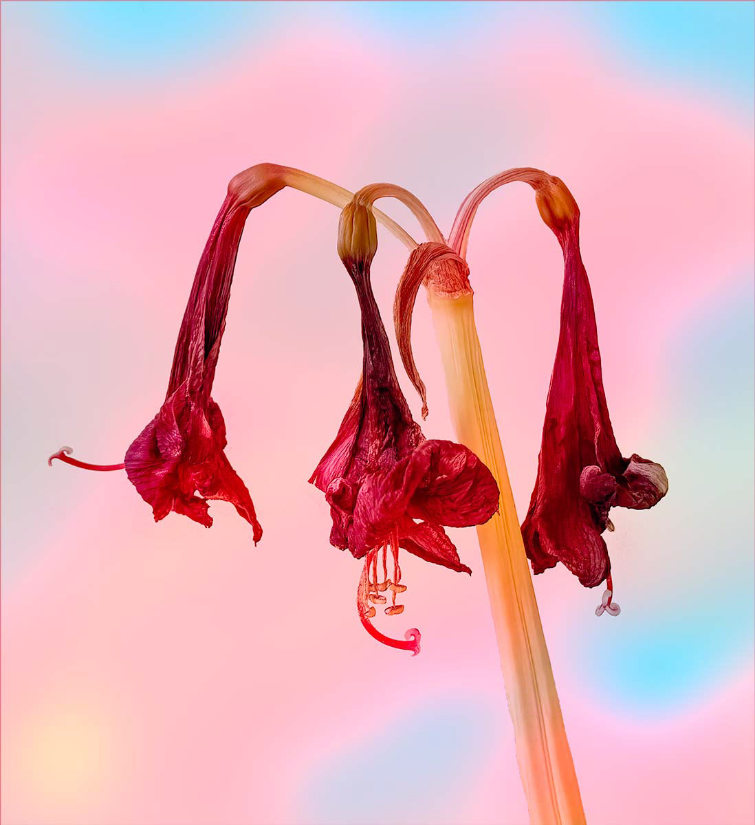 WINNER  Richard Milton-Worssell   Dying Amaryllis