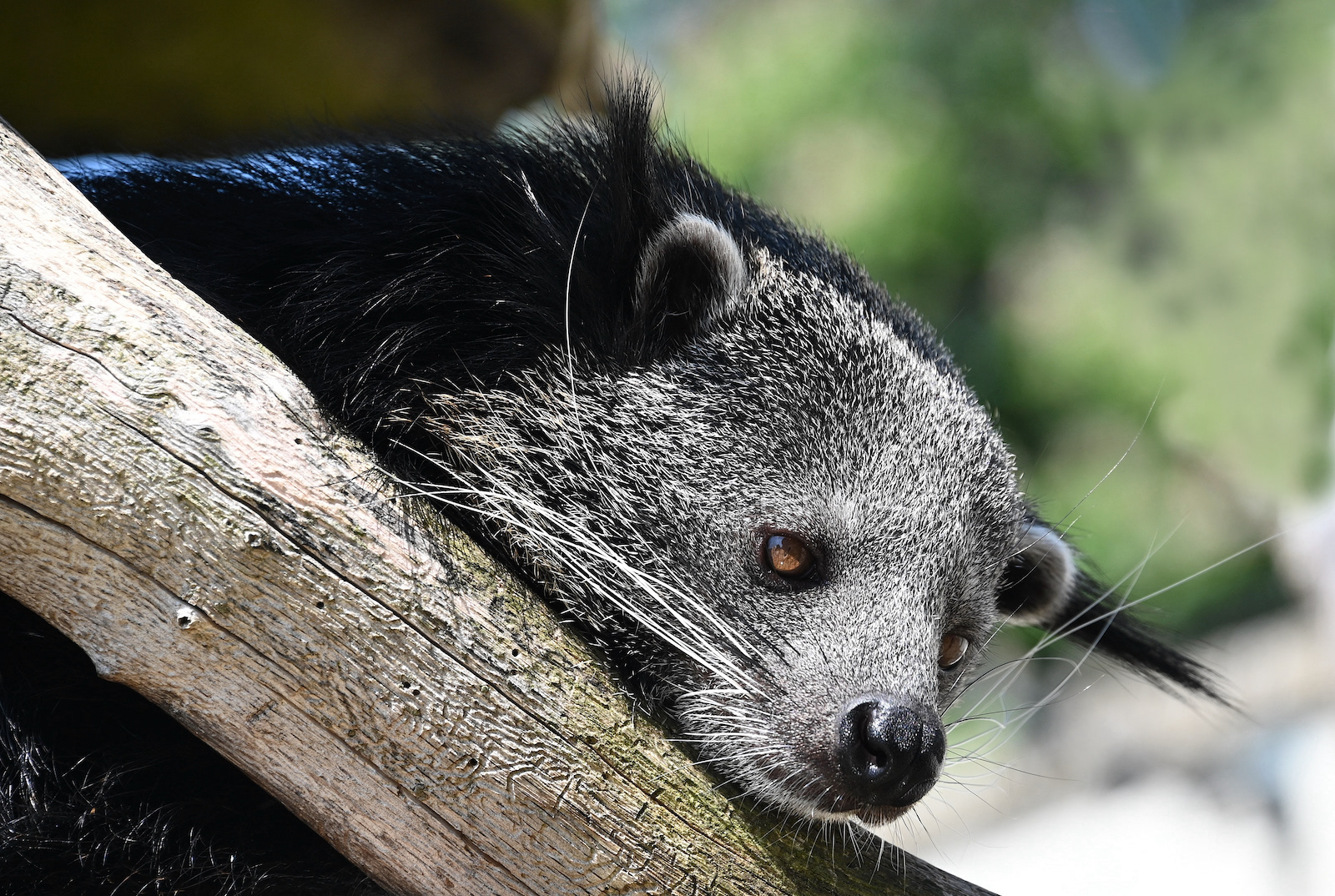 SCORE 8.0 Binturong Resting by Helen Cowie