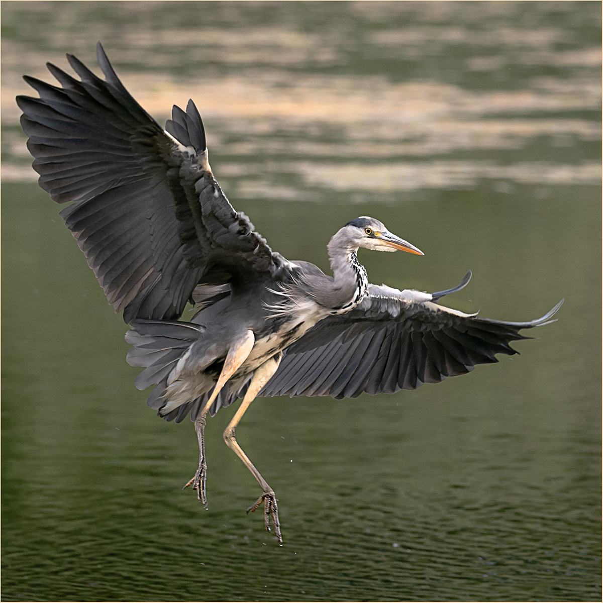 SCORE: 9.5 Heron Wings Held Wide by Bob Ede