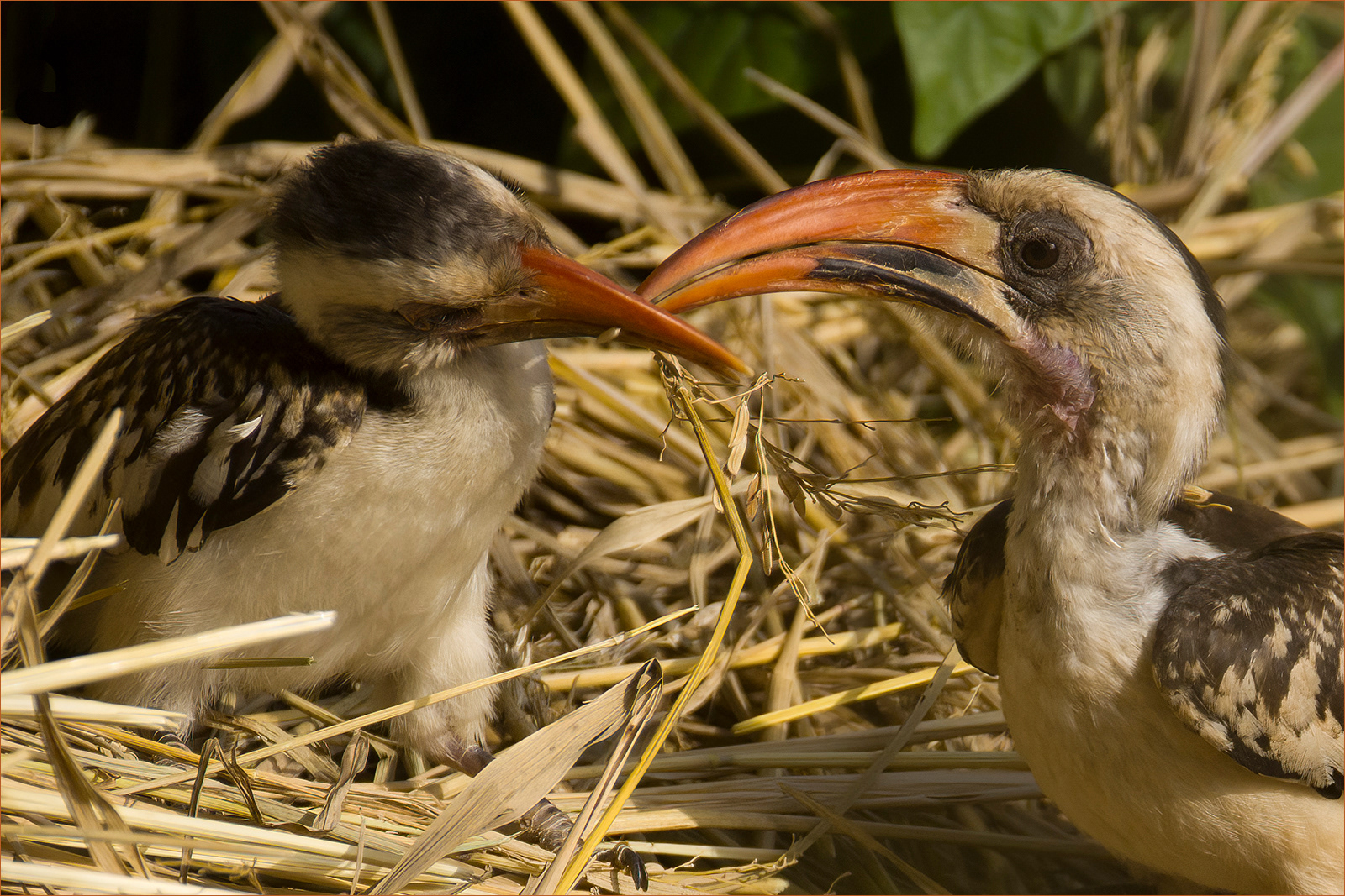 Courtship Behaviour Between Red-billed Hornbills by John Bartlett PhD