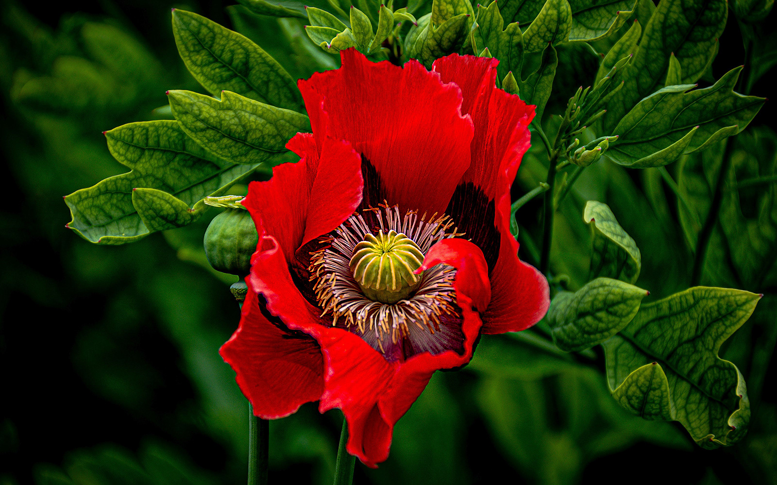 SCORE 10 Popping red by Bogdan Schiteanu