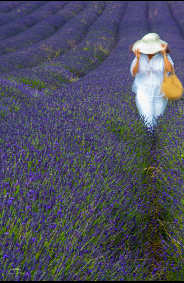 RUNNER-UP Lavendar by Zainab Mahmoud