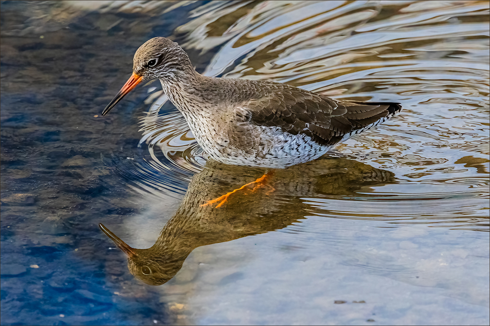 Reflected Redshank by Gareth Balle