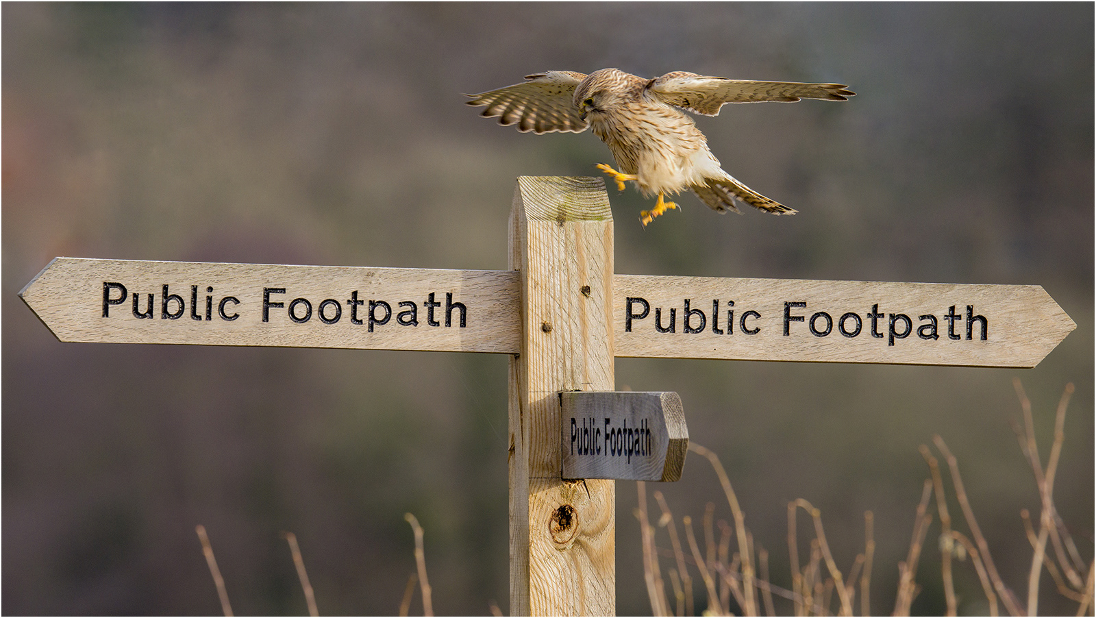 Kestrel Stepping In The Right Direction by John Bartlett