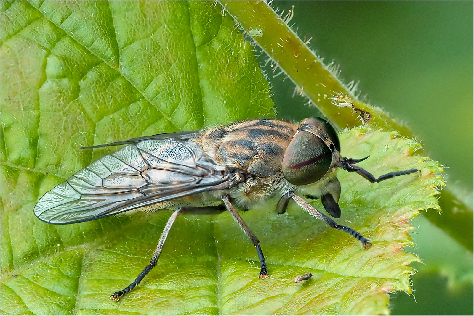 Score 13 Dorking 03 Bob Ede Horsefly in Sunshine