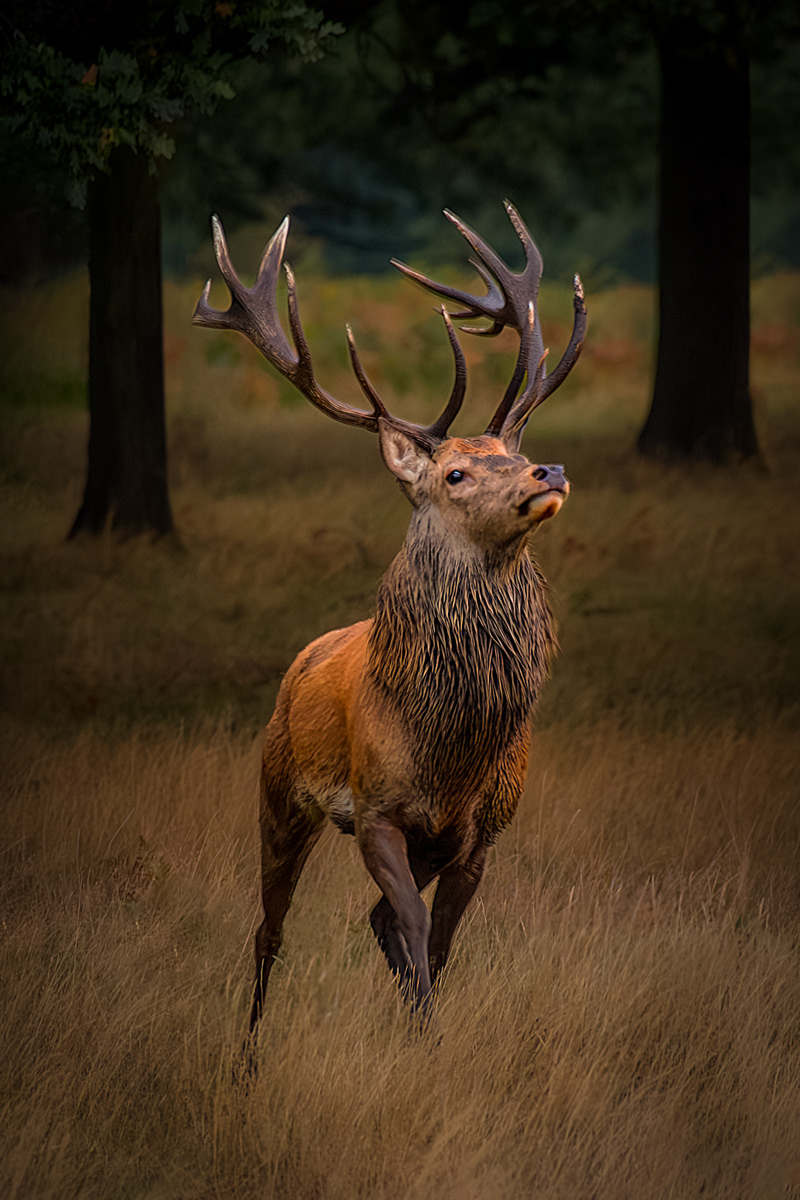 The Magnificent Red by Fiona Humphrey
