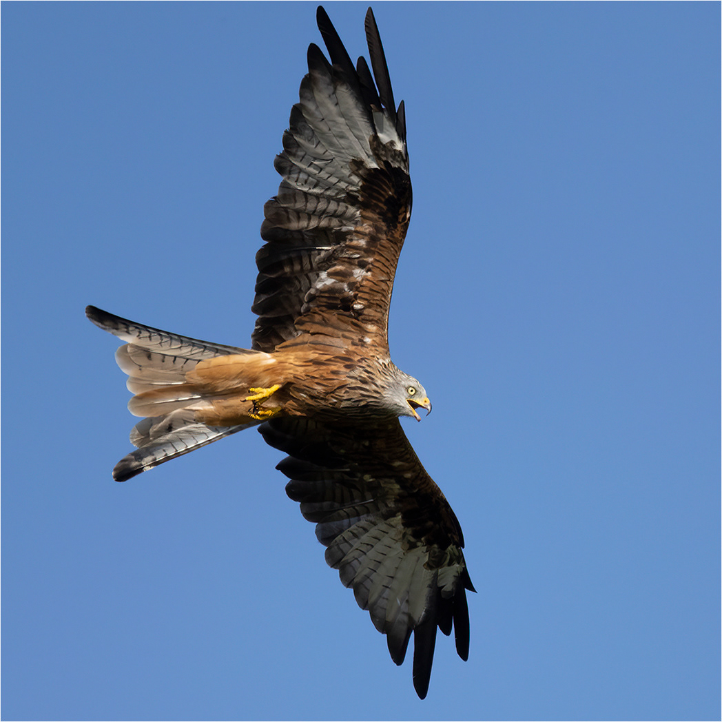 SCORE 9 Red Kite Calling by John Bartlett