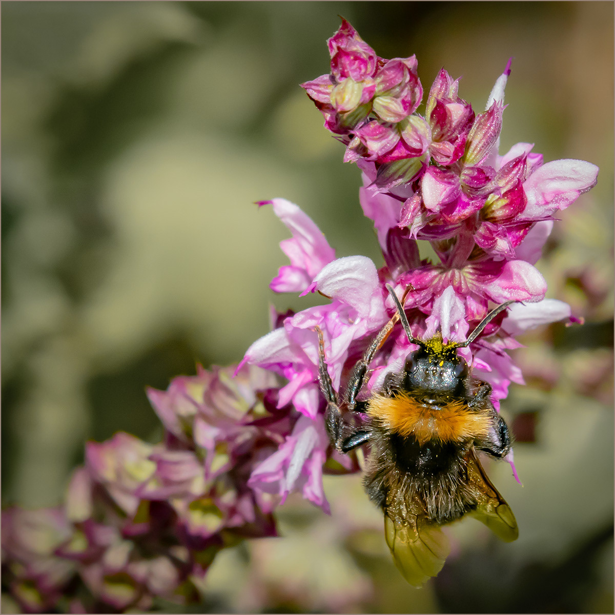 SCORE 8.5 Bee on salvia by Neil James