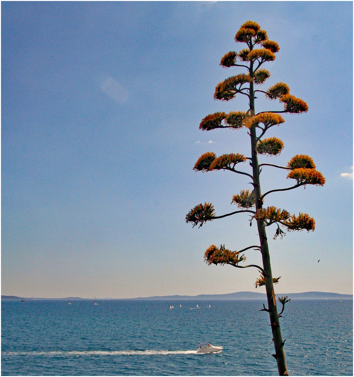 The Agave Americana Tree, Croatia by Angela Stockbridge LRPS