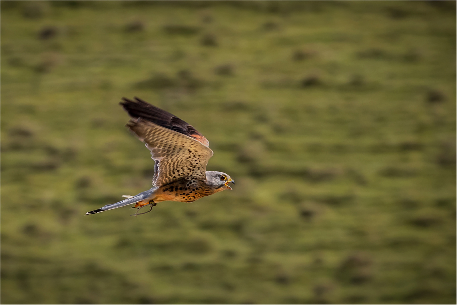 Runner-up - Kestrel at Speed by Bob Ede