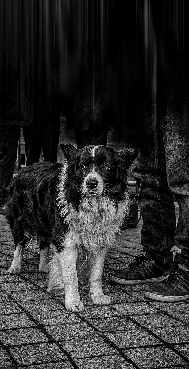 SCORE 9.0 Its a scary world... by Bogdan Schiteanu