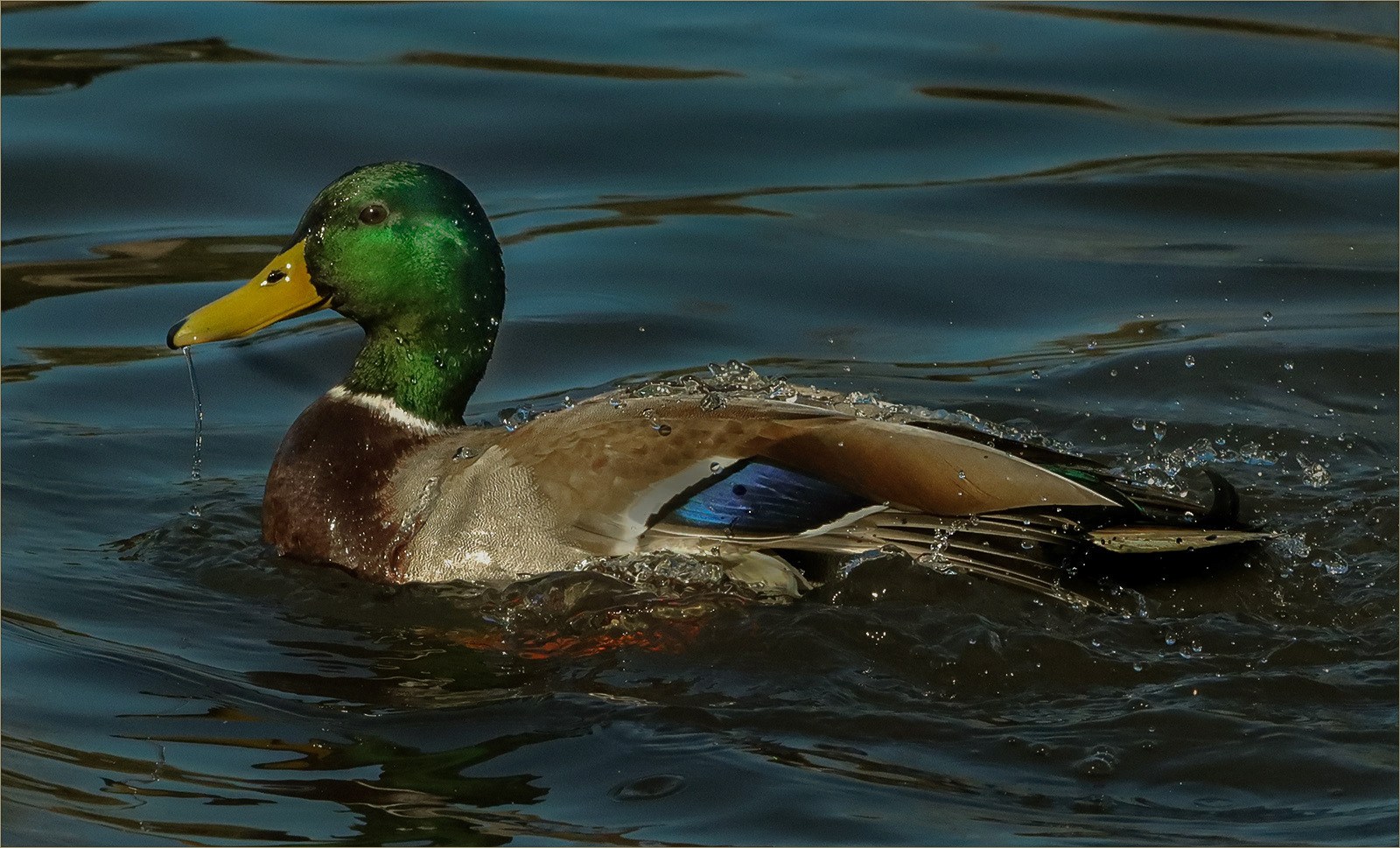 Off a duck's back by Helen Bannan