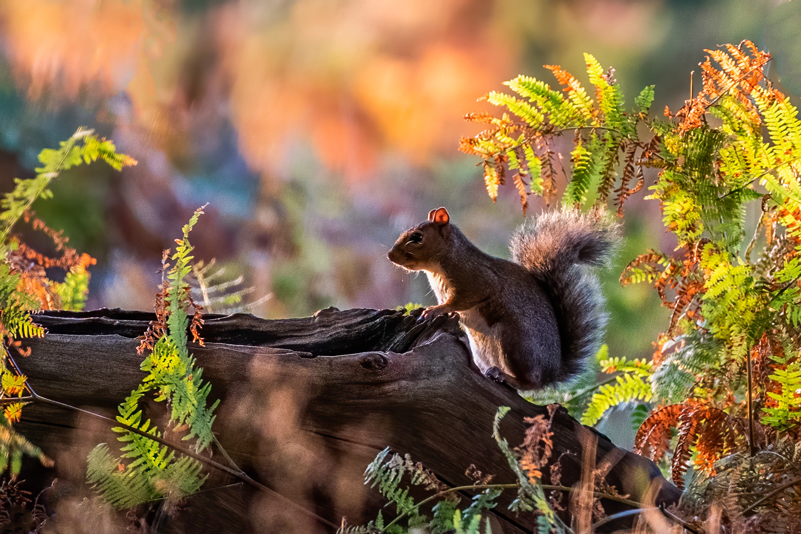 A Picture of Autumn by Daniel Langer