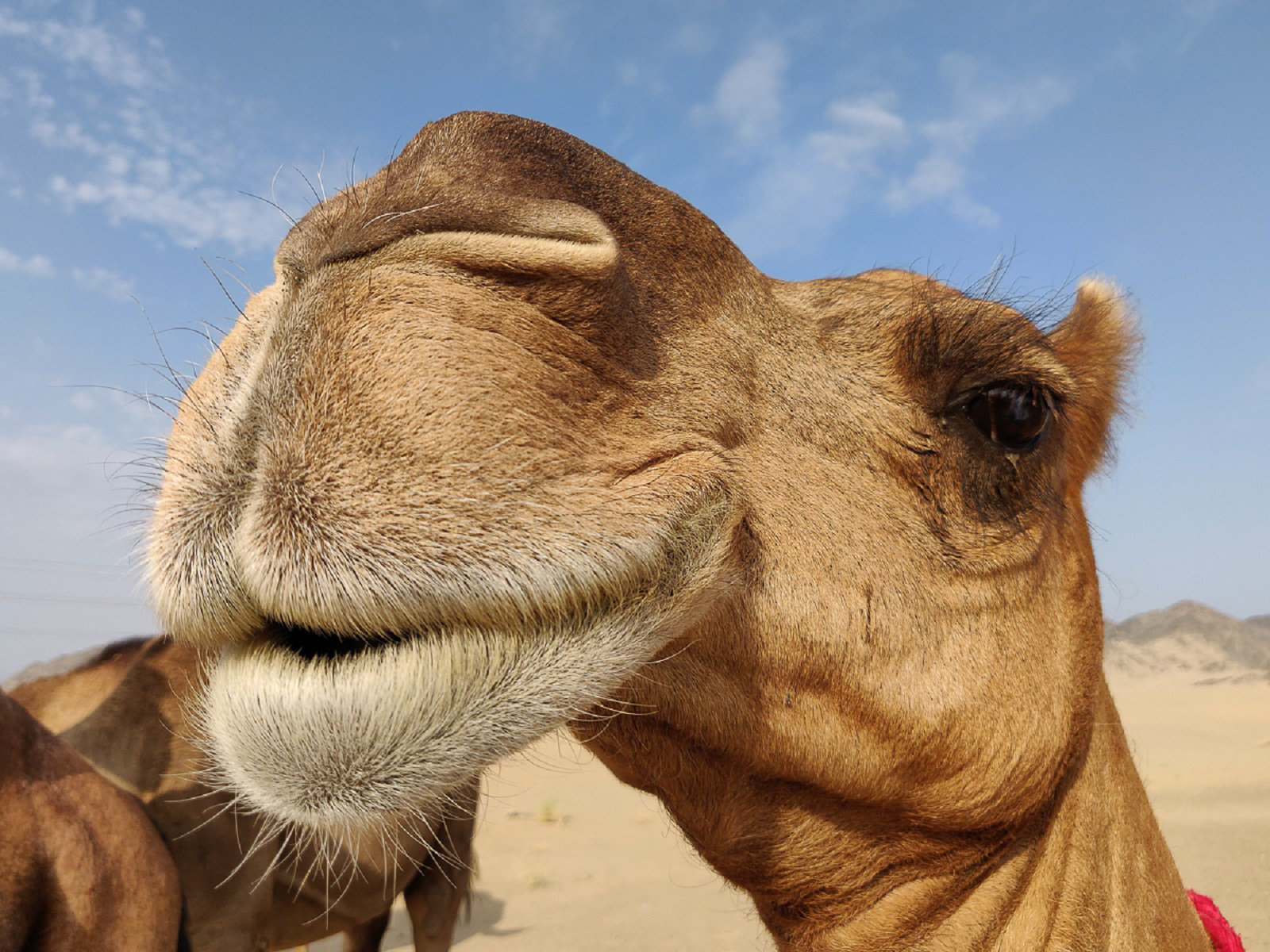 WINNER Pucker Up by Miles Pedder