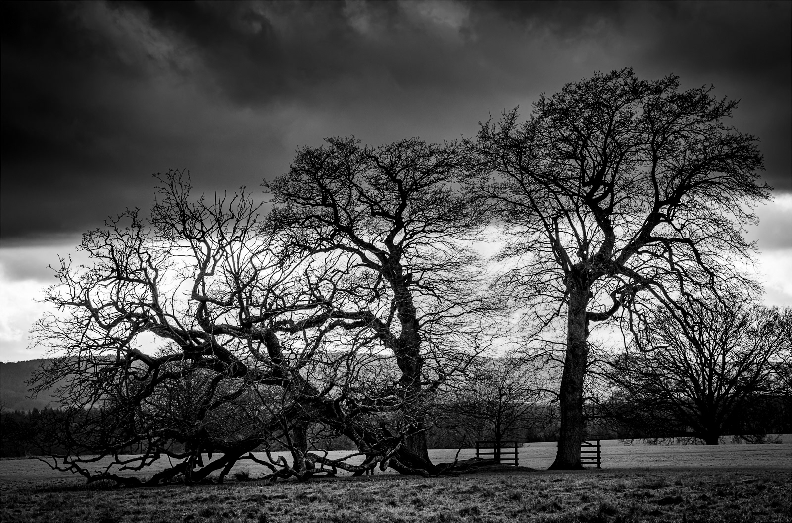HELD BACK Winter Trees by Richard Knapp LRPS