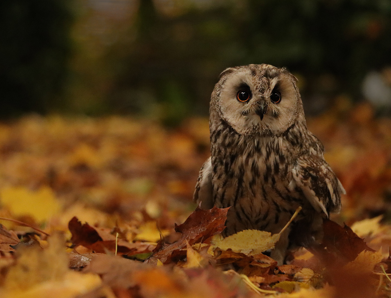 Highly Commended Autumn Owl by Helen Bannan