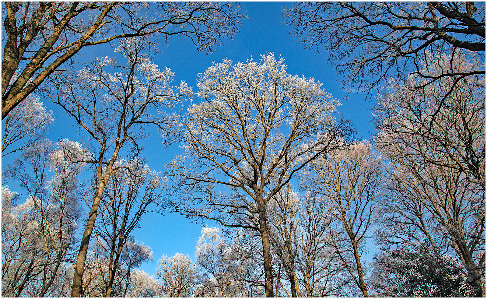 A Skyward View of a Hoare Frost by Angela Stockbridge LRPS