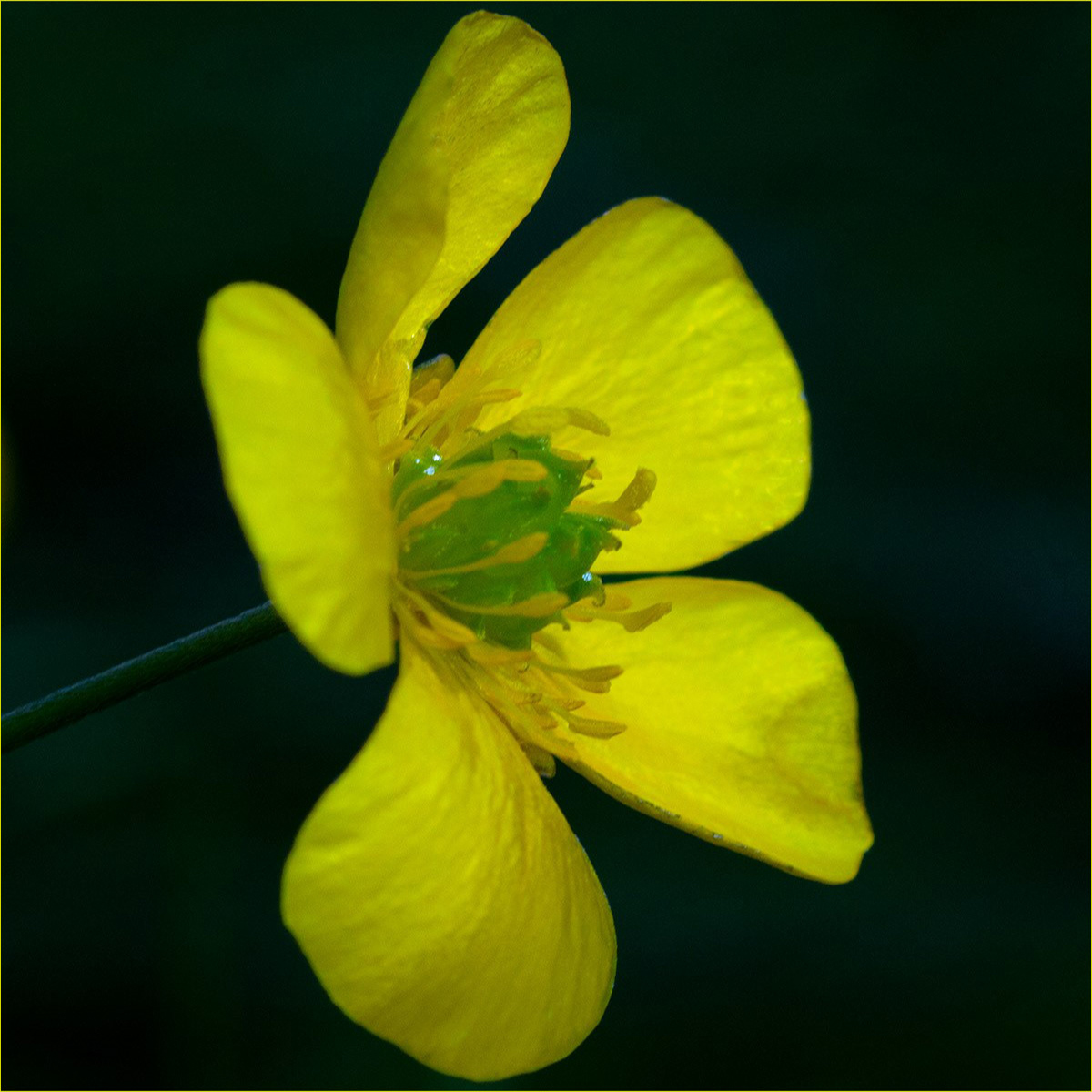 Buttercup by Catherine Allum