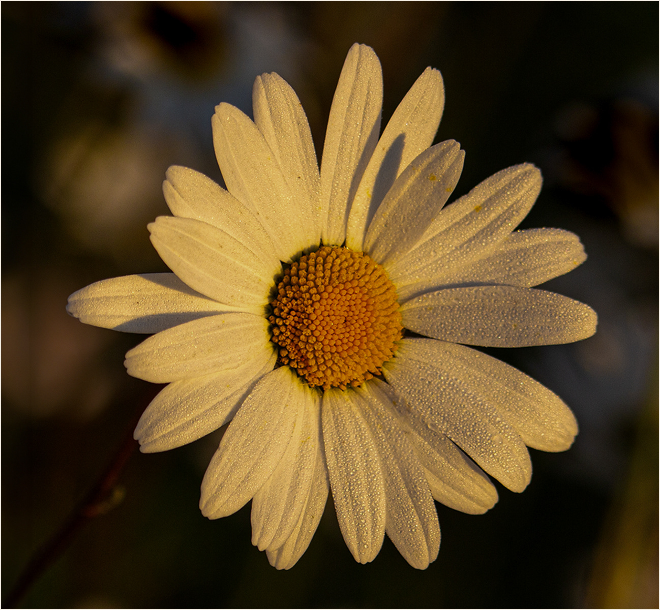 SCORE 9.0 Daisy in morning light by Catherine Allum