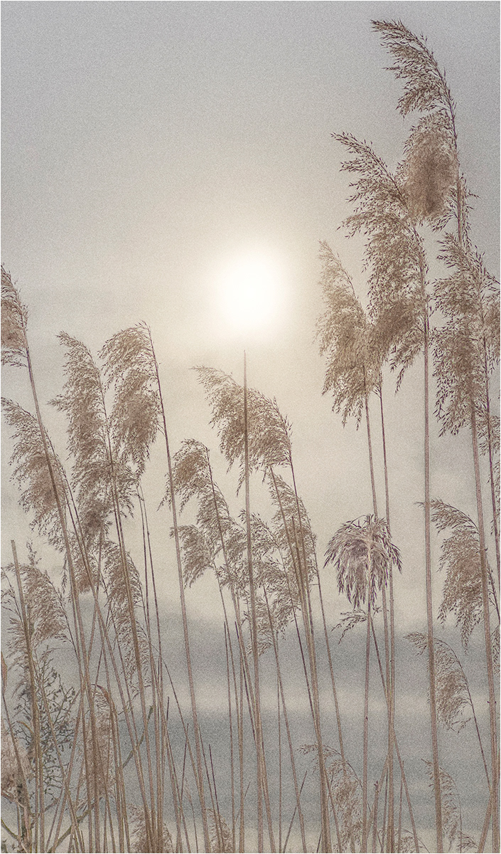 Winter Reed by Barrie Ward