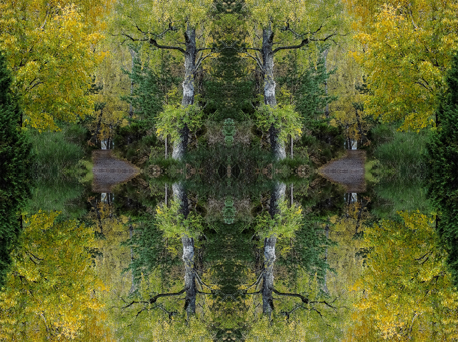 WINNER Into the Woods by Sheena Rogers ARPS