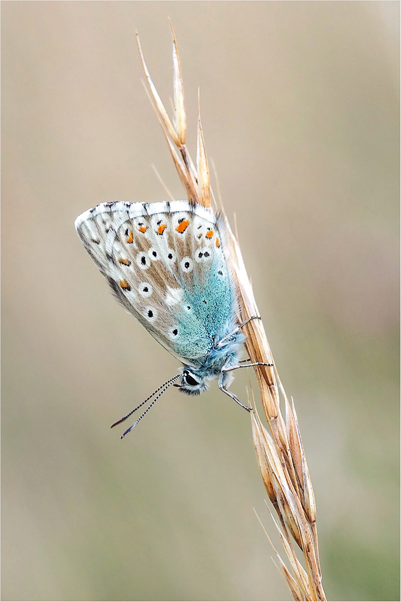 Pointing Down Chalk Hill Blue by Bob Ede