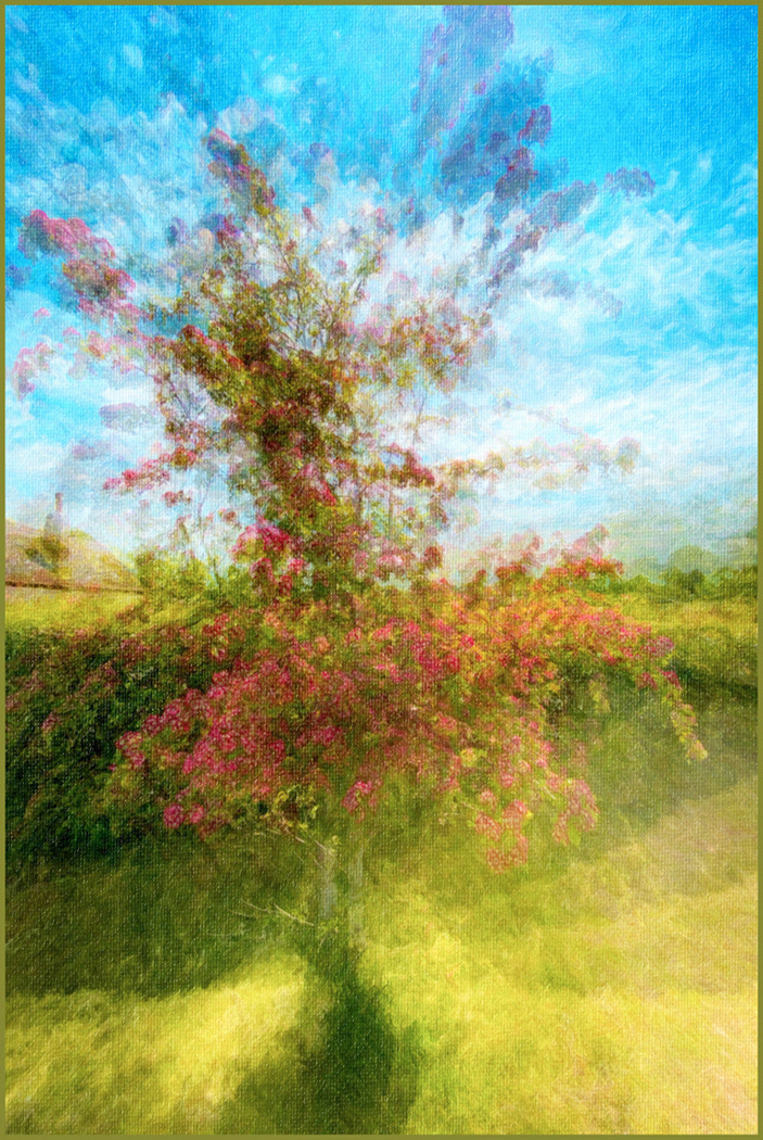 SCORE 9 Folly Lane Blossom by Andrew Webster