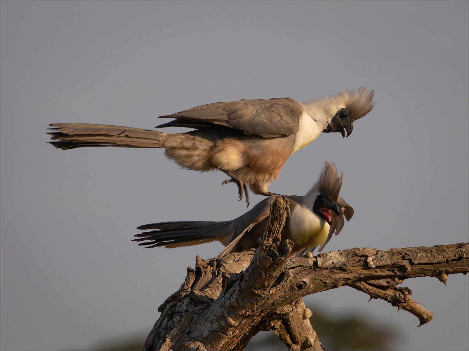 SCORE 9 Bare-faced Go-away birds by Neil James